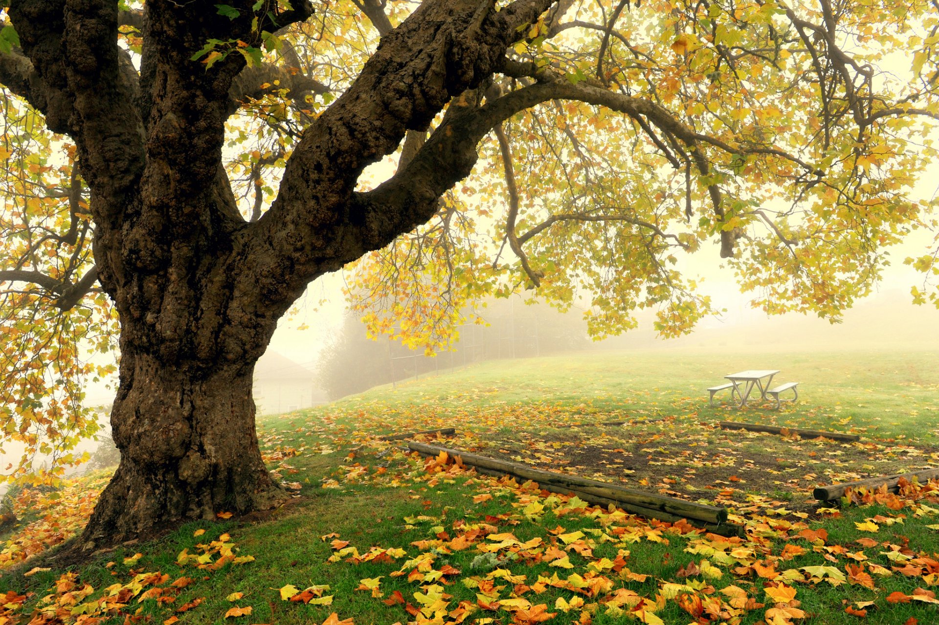 herbst park baum nebel