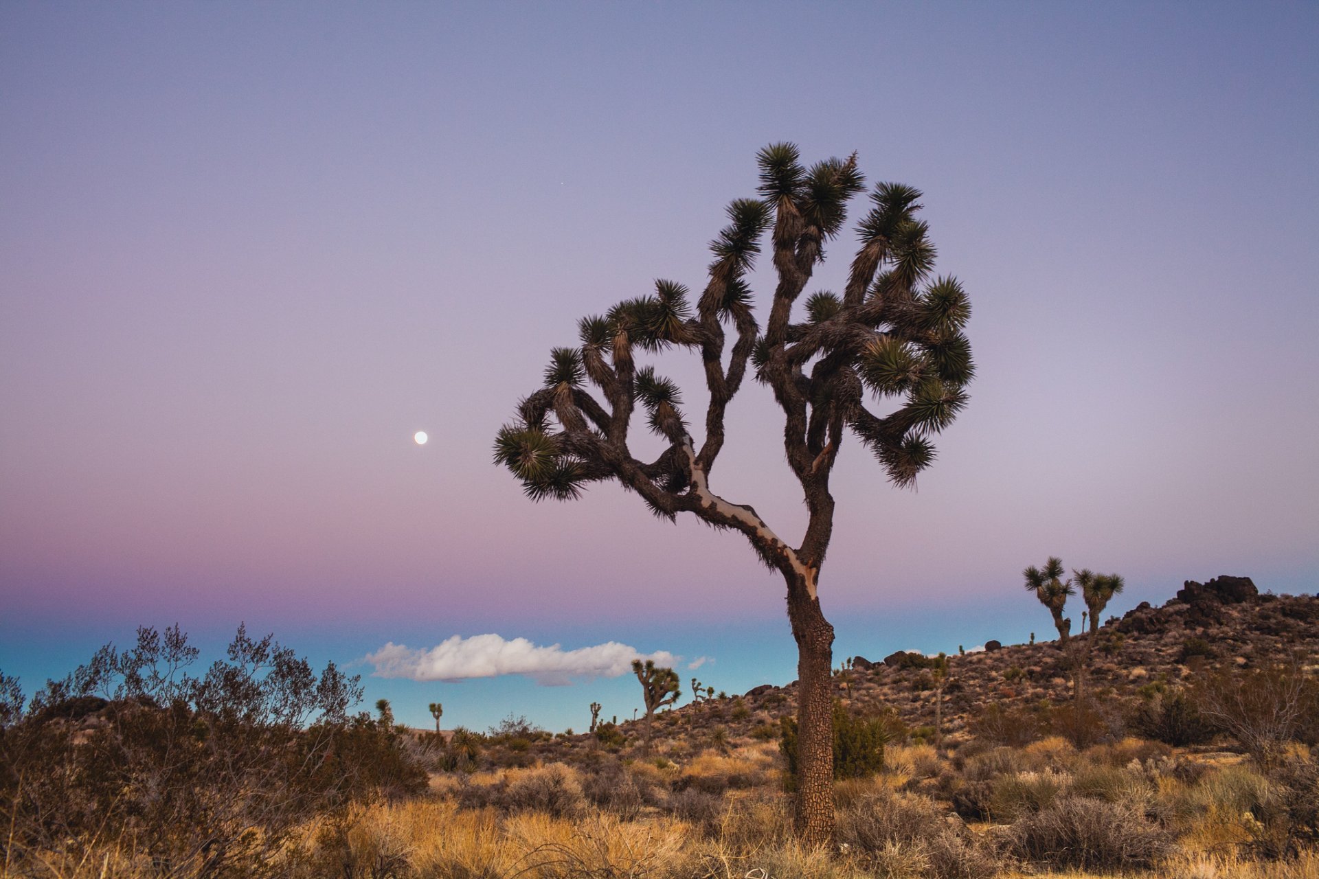 stati uniti california joshua tree national park parco nazionale alberi blu lilla cielo nuvola luna