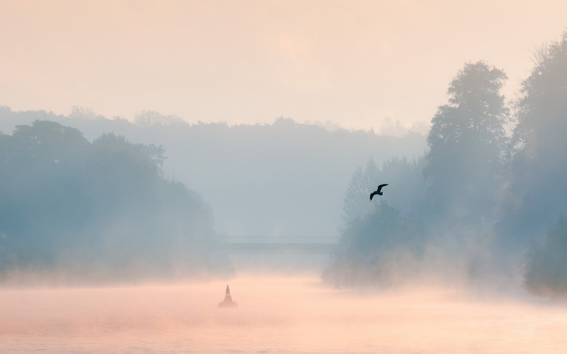 mattina lago nebbia uccello paesaggio