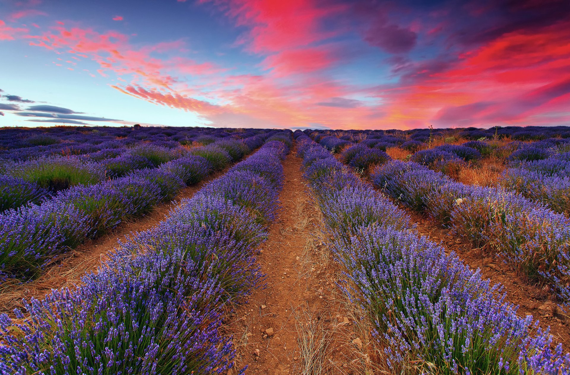 the field lavender sky clouds sunset