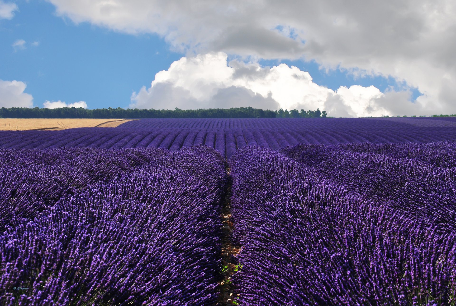 valensole france valensole lavande champ nuages