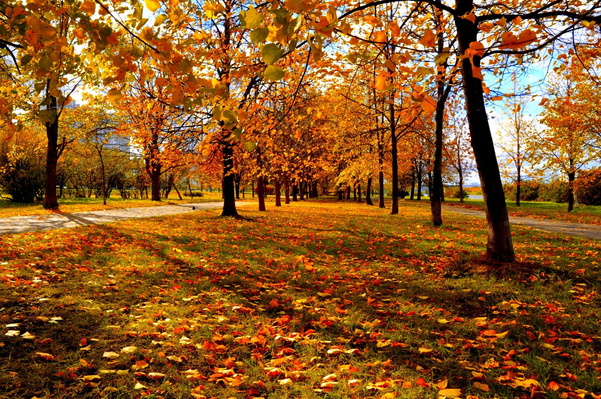 jesień park miejski drzewa czerwono-żółte liście