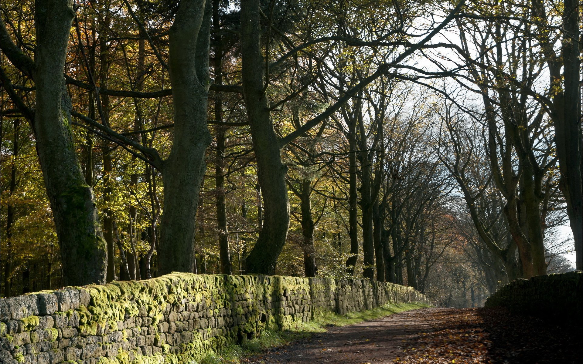 straße bäume herbst landschaft