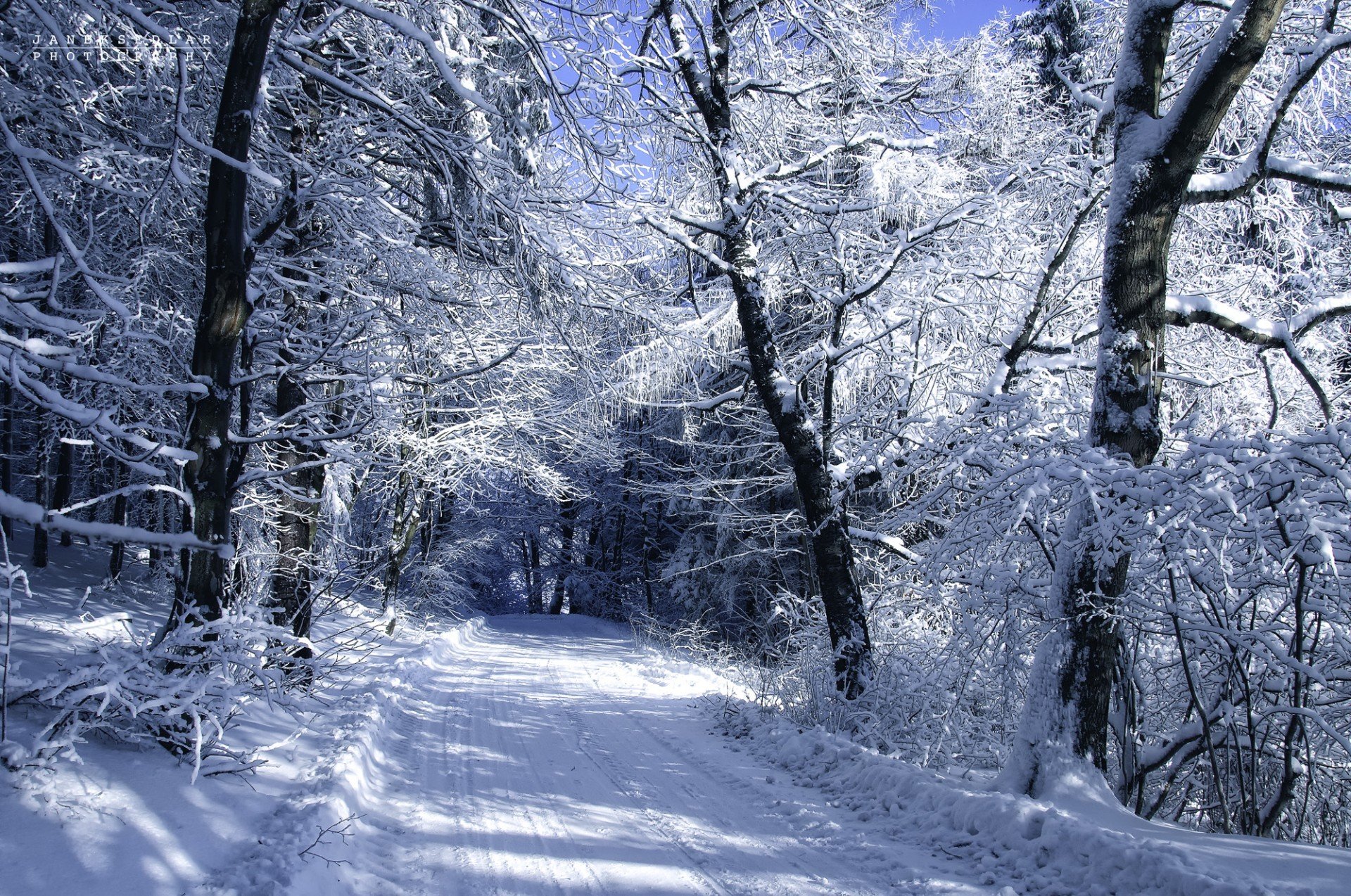 janek sedlar autore paesaggio inverno neve freddo alberi strada