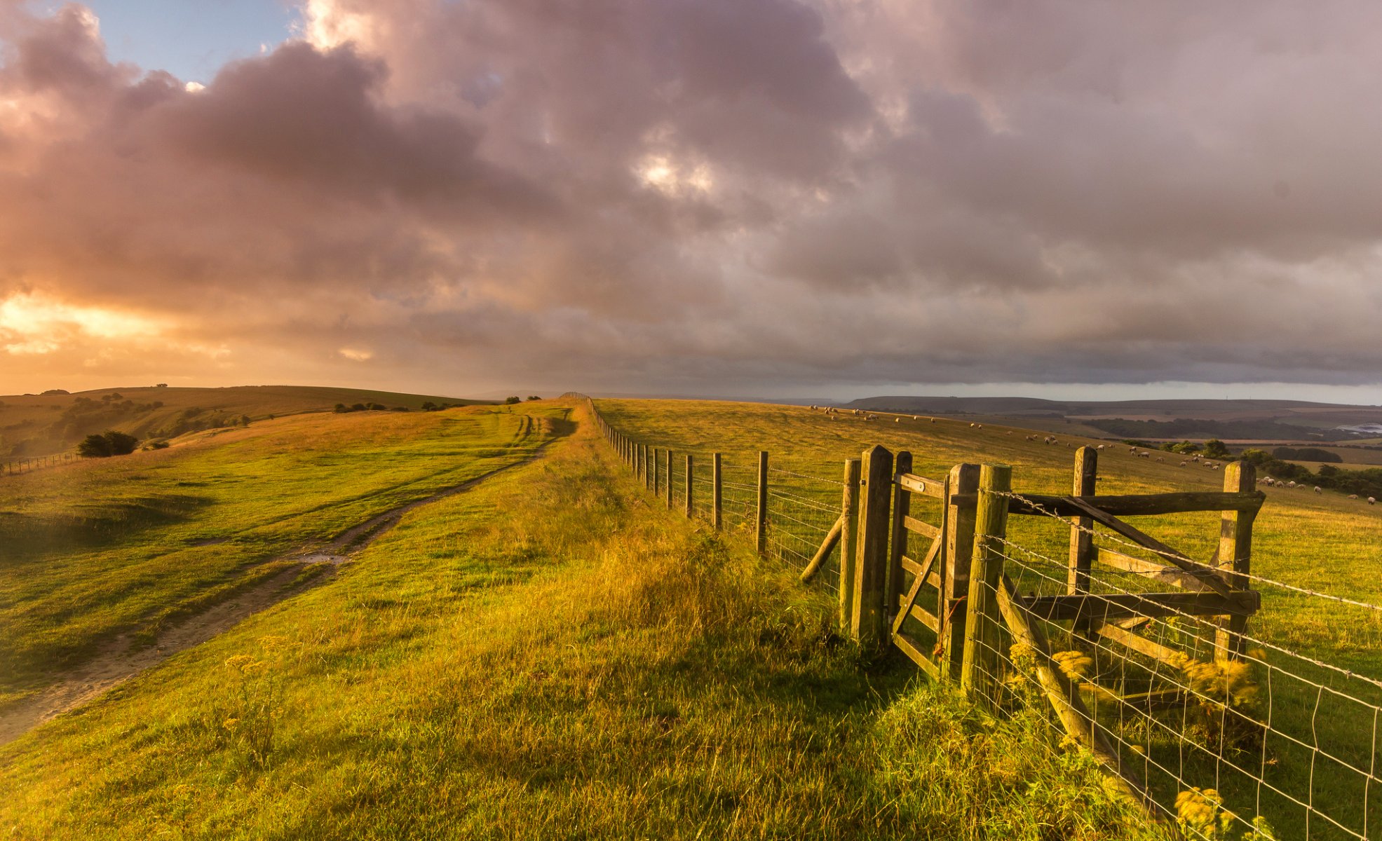 sussex de l ouest angleterre royaume-uni paysage champ herbe collines clôture clôture ferme moutons nature soirée