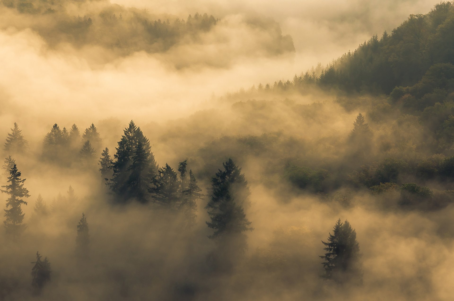 mañana niebla bosque