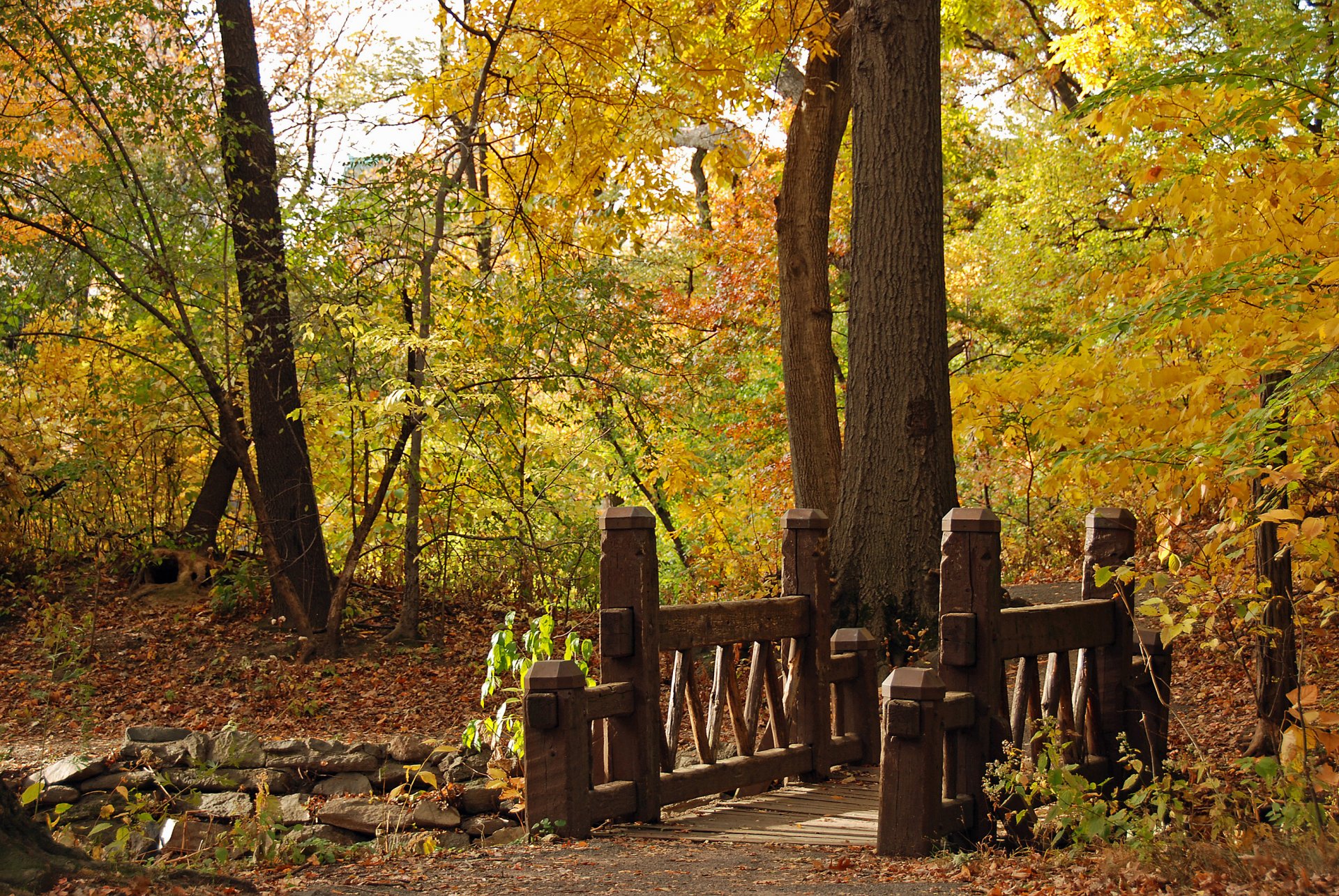 autumn park bridge landscape nature wood resize