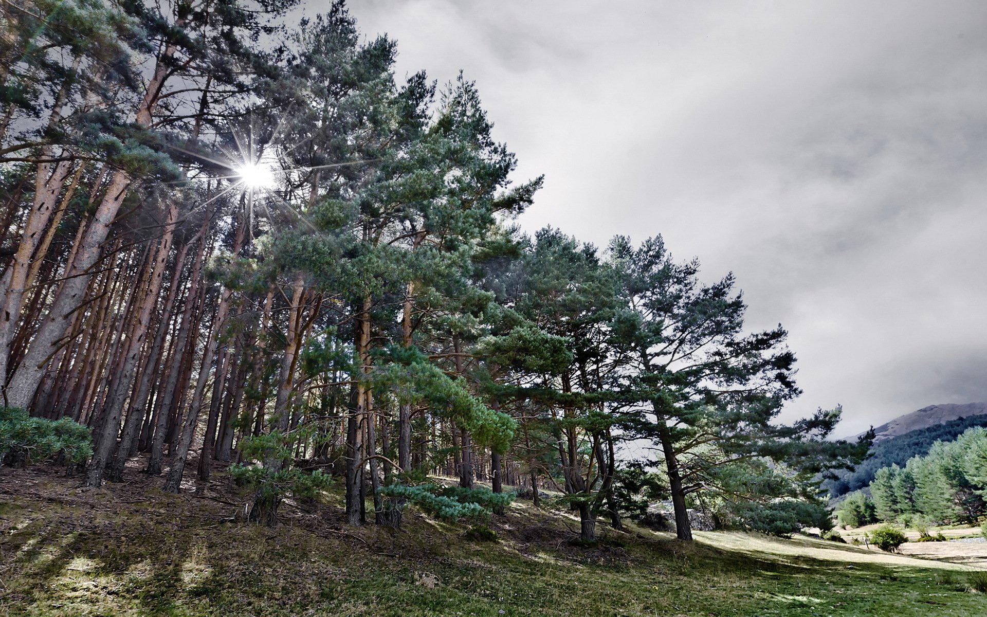 arbres champ été nature forêt paysage