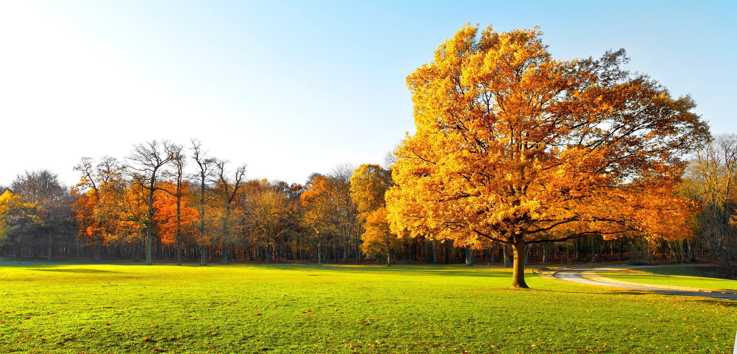 árboles de otoño naturaleza paisaje jardín campo verde hierba.carretera hermoso panorama pintoresco campos verdes