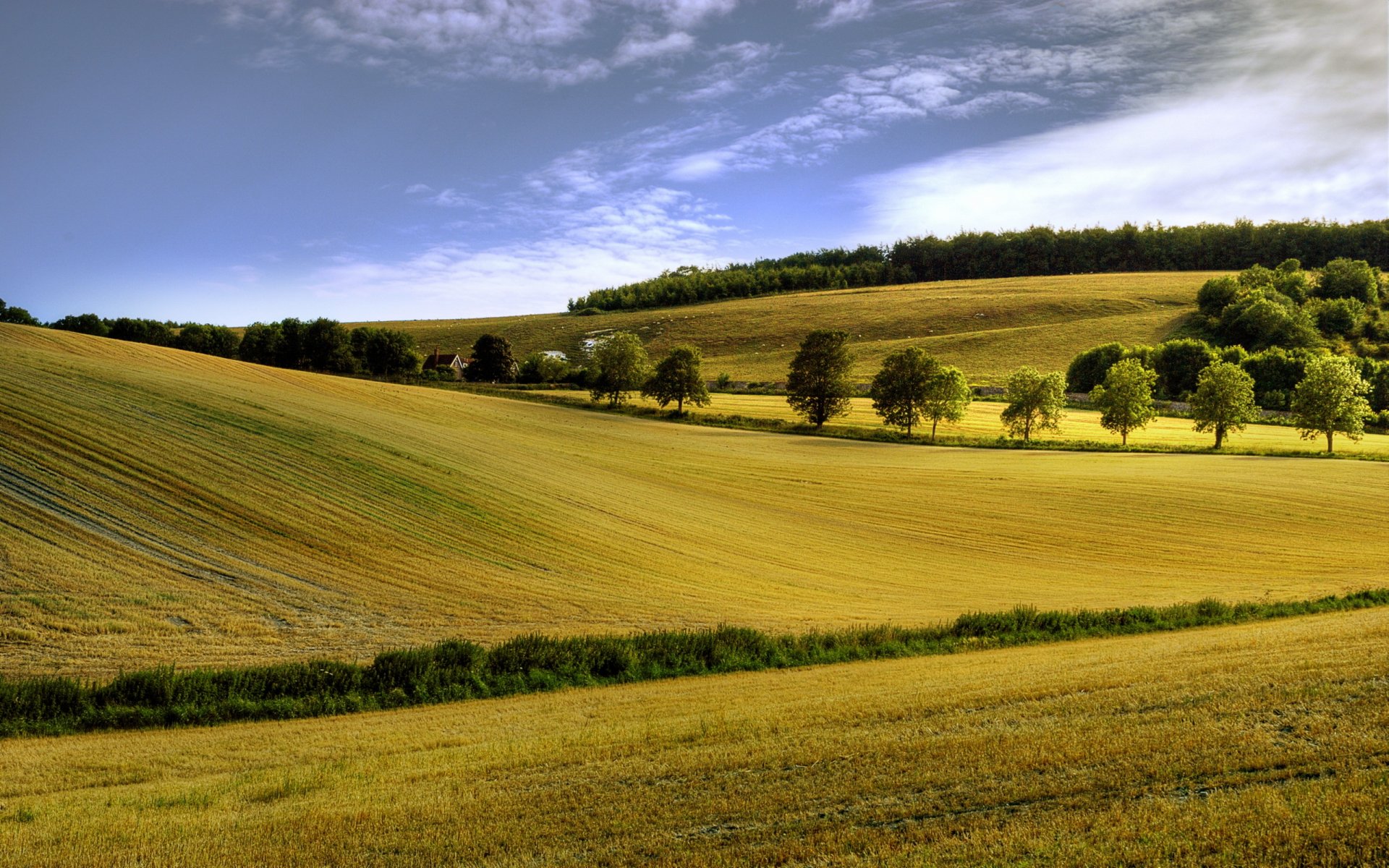 champ été paysage