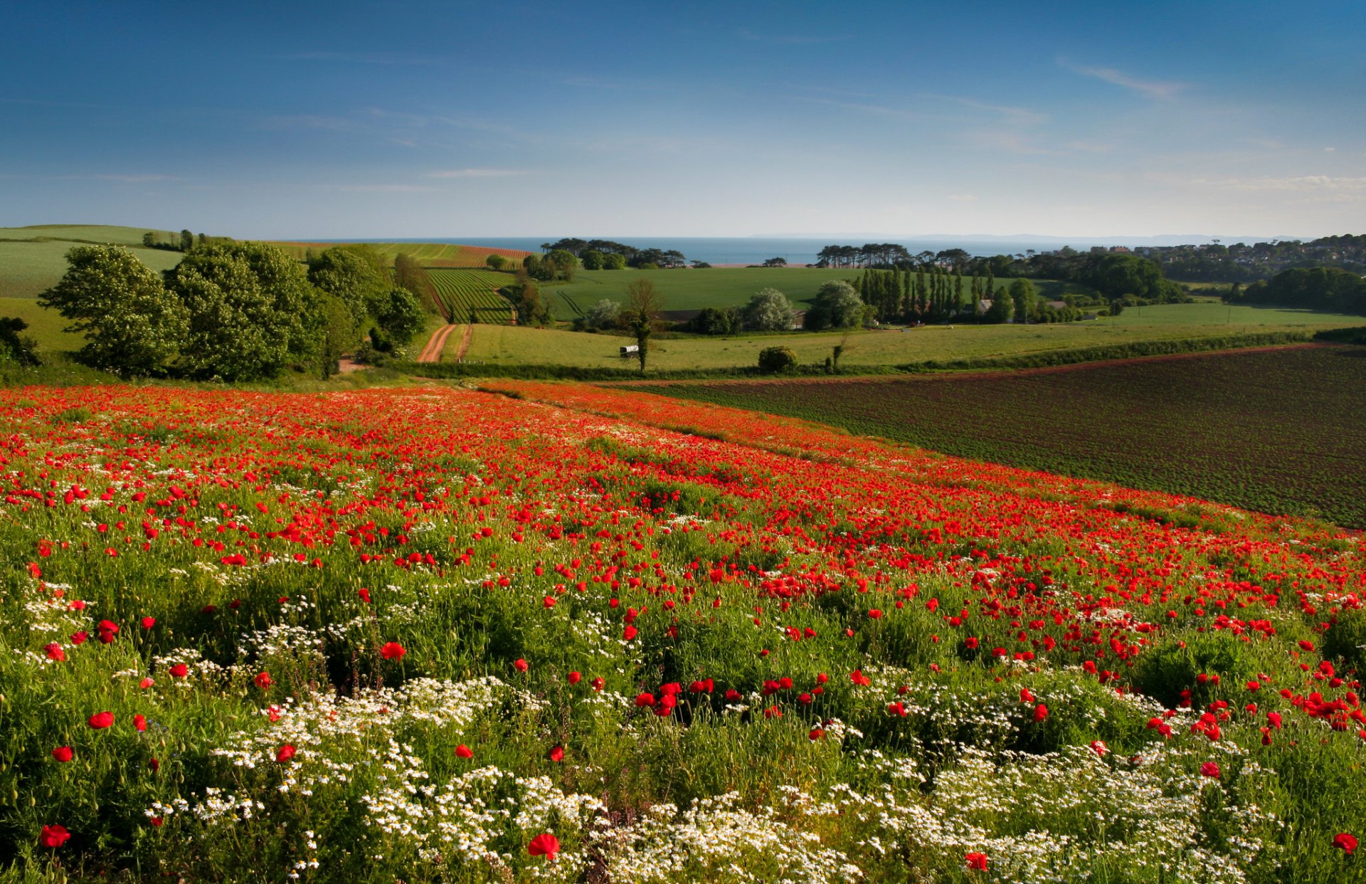 budleigh salterton anglia łąka kwiaty maki stokrotki drzewa pola