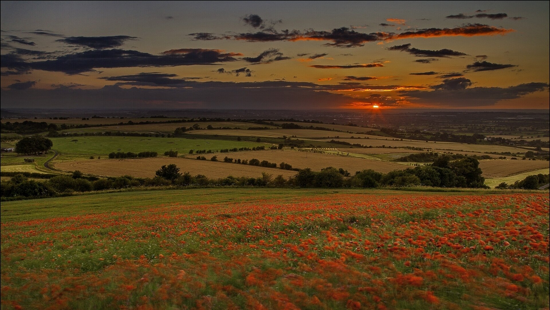 campos puesta de sol amapolas