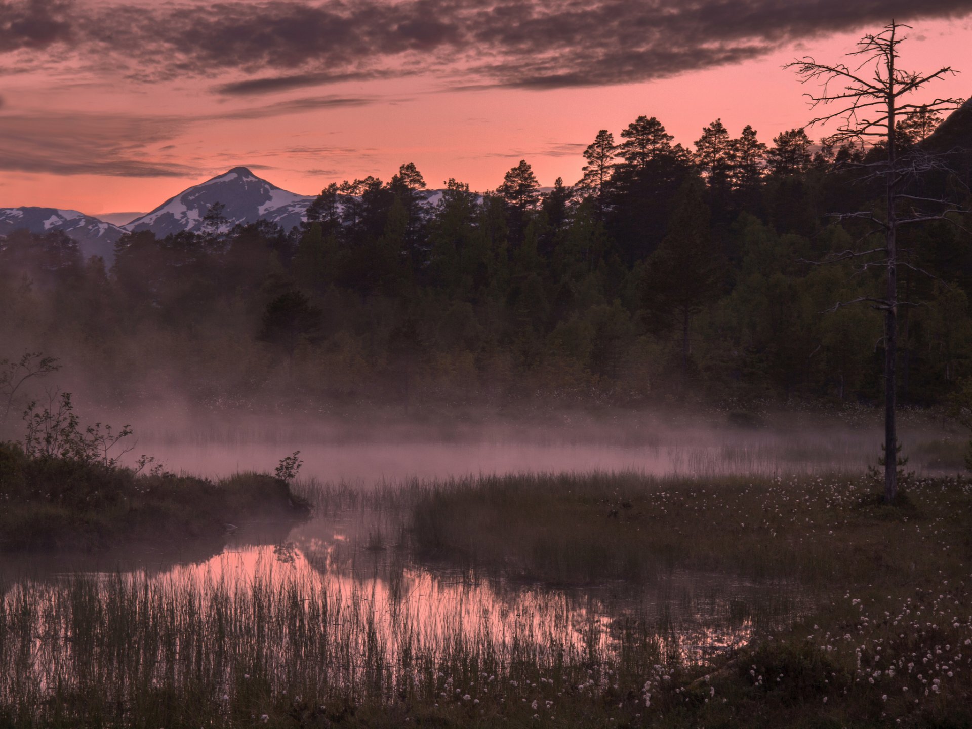 norway forest tree mountain morning fog sunrise