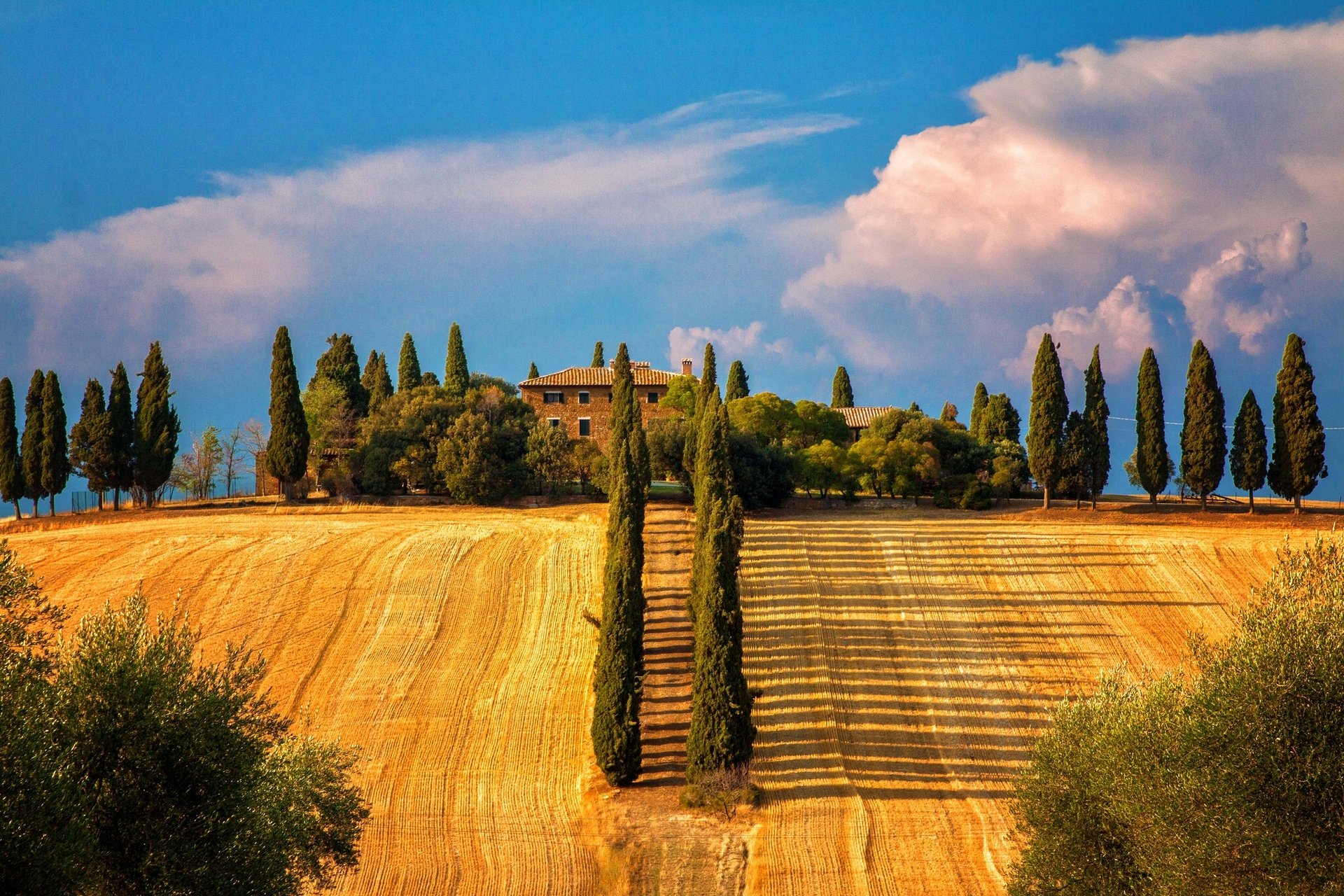 siena toscana italia siena árboles cipreses campos