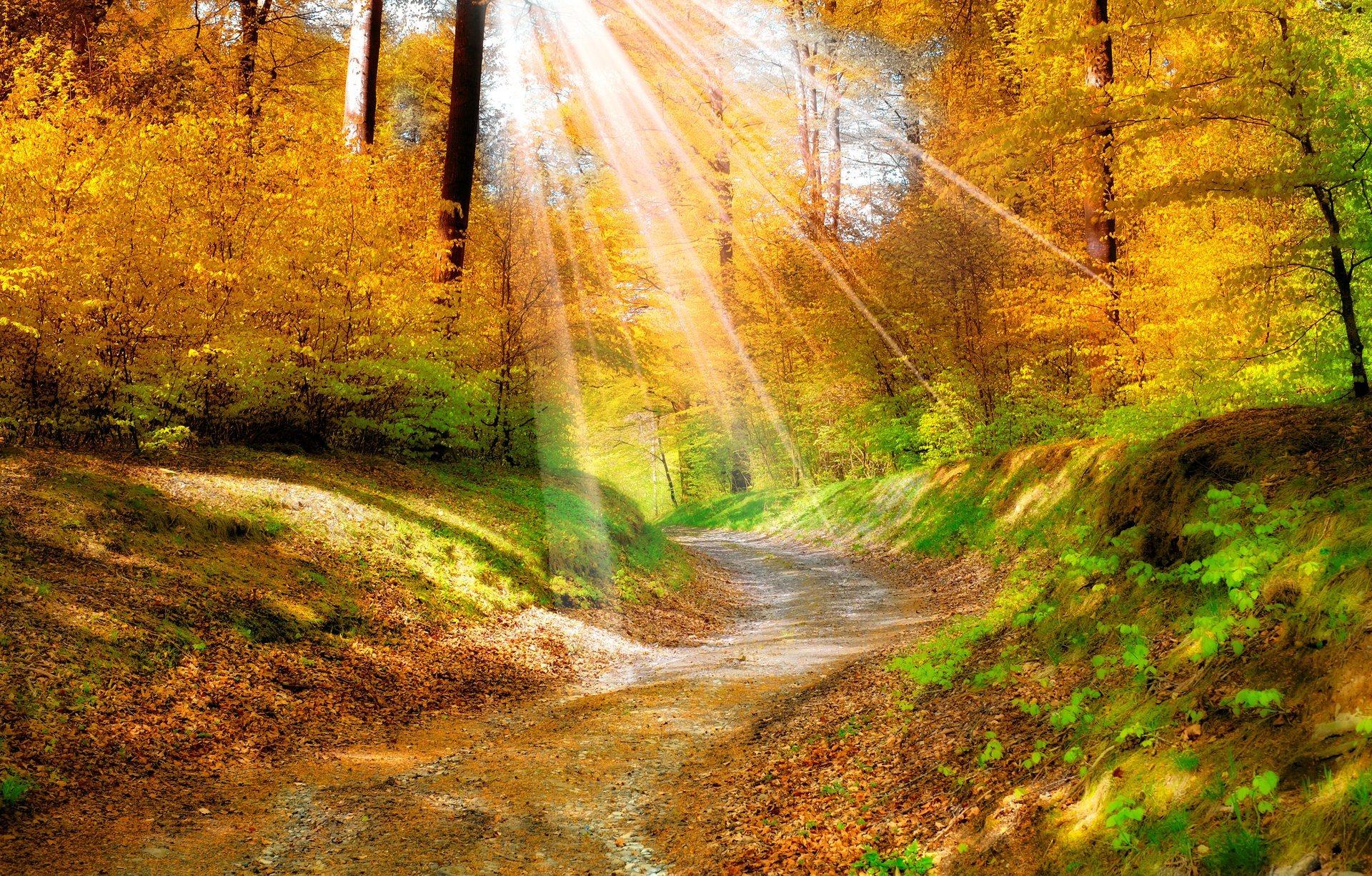 paesaggio natura autunno dorato foglie giallo. foresta alberi sentiero raggi del sole