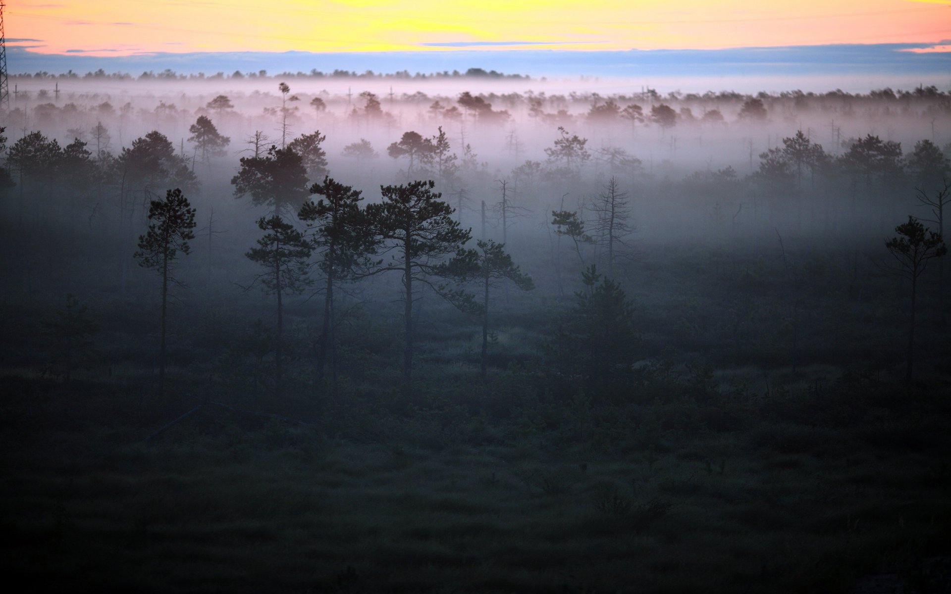 morning fog forest landscape