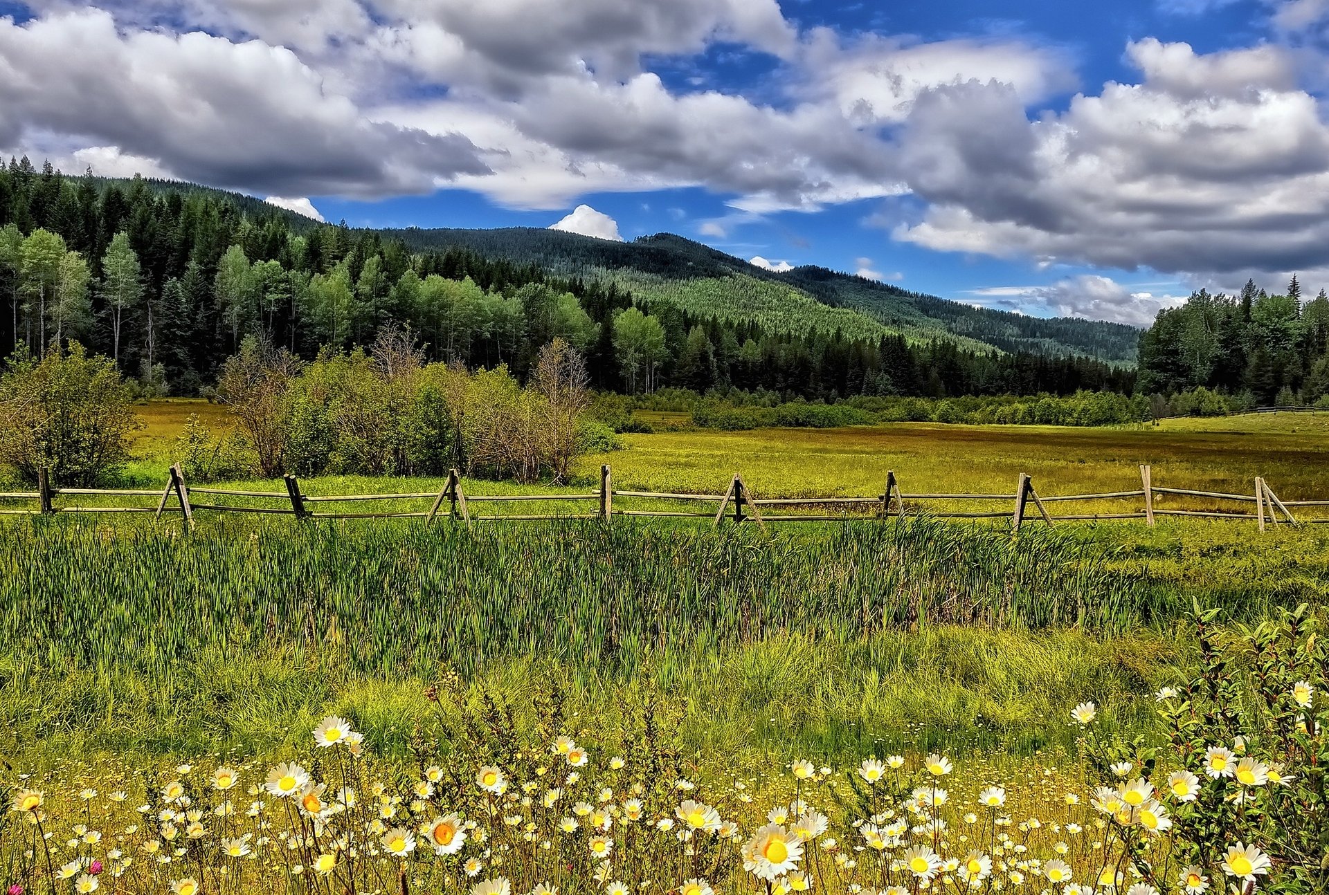 wiese blumen gänseblümchen zaun bäume berge wolken