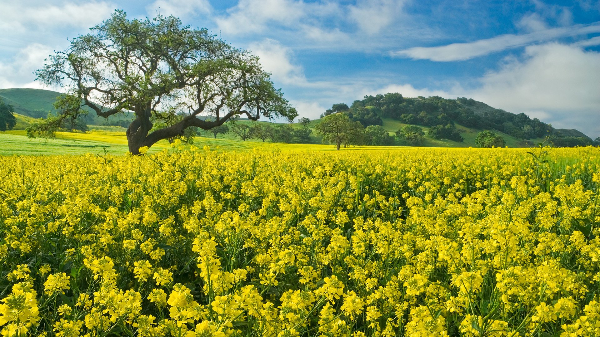 campo albero fiori colza