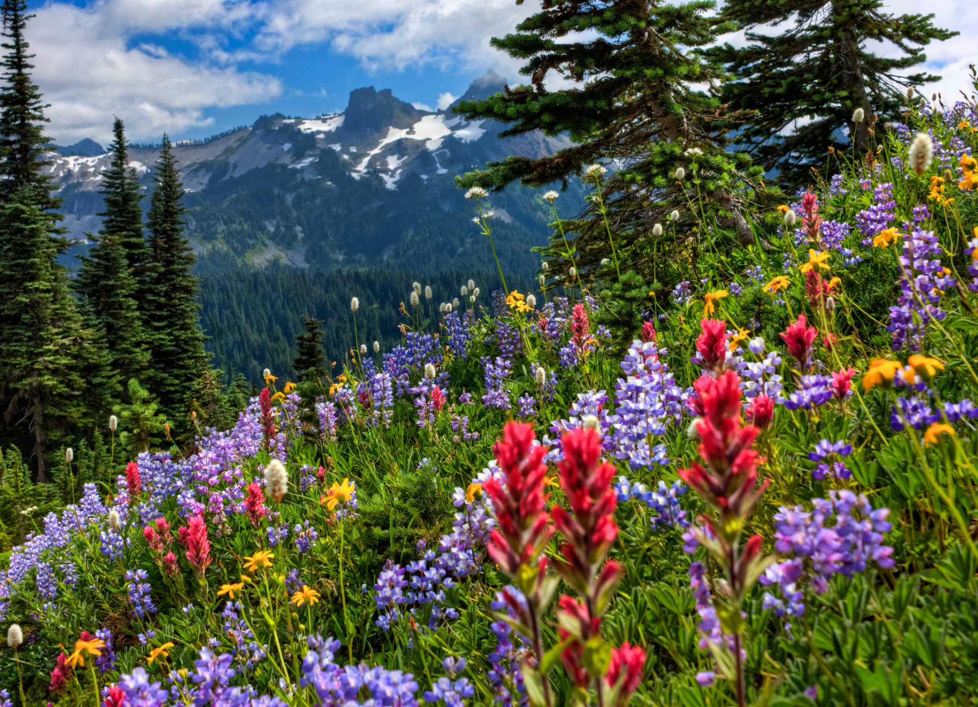 mount rainier góry łąka kwiaty