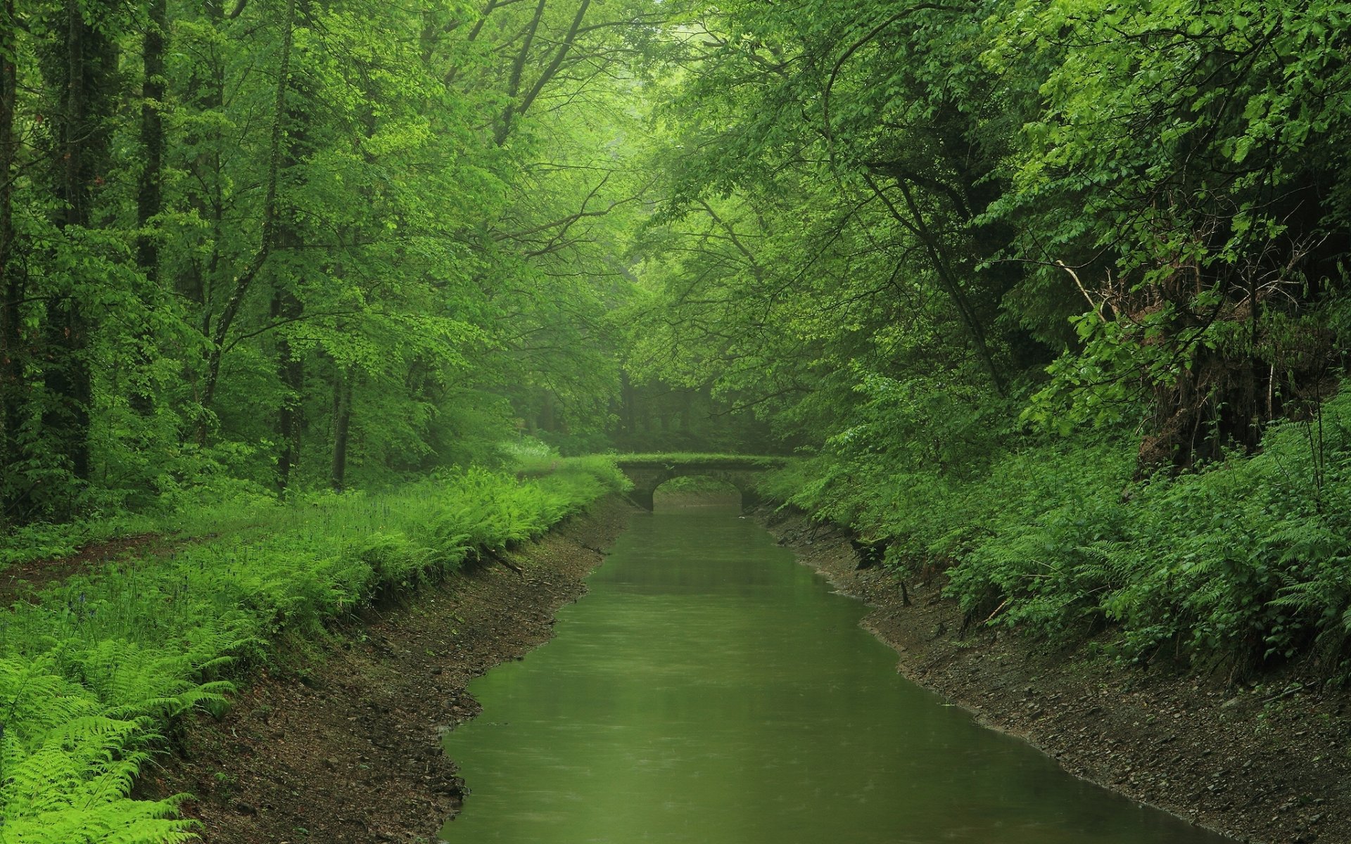 rivière forêt pont