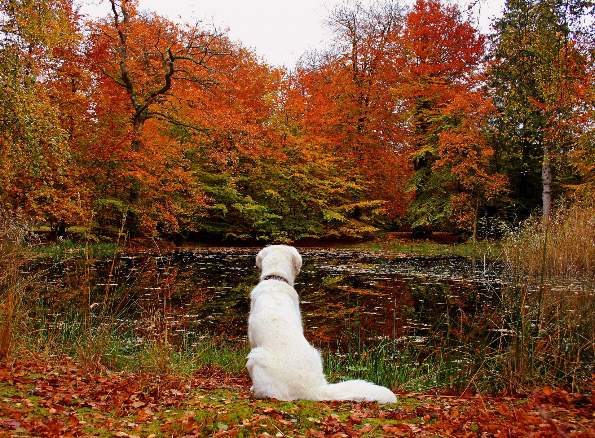 herbst wald blätter see hund natur