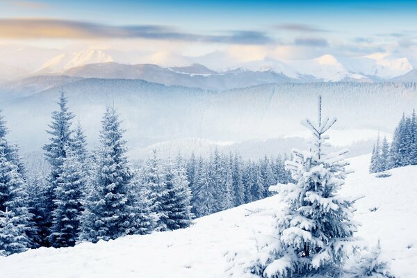 Spruce forest in the snow on the hills