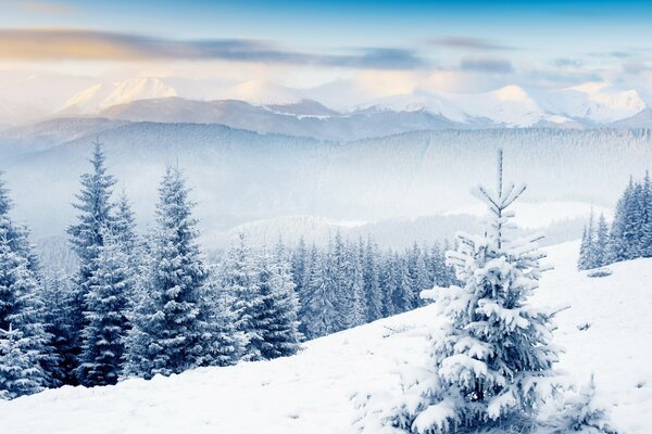 Еловый лес в снегу на холмах