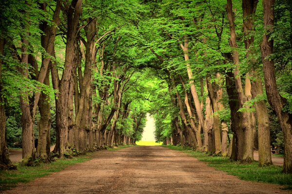 Schöne Landschaft von grünen Bäumen