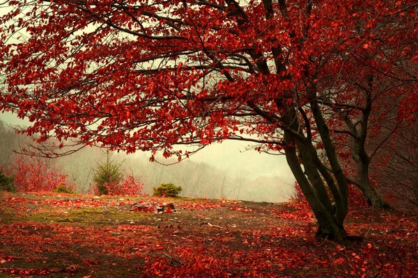 Красные листья на деревьях в парке
