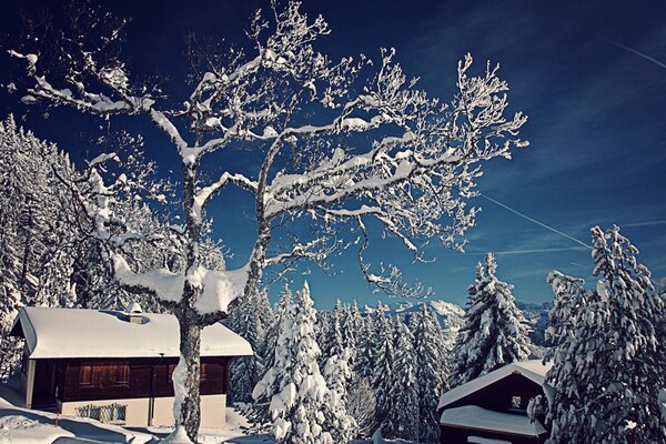 Природа зимней Швейцарии и домик в лесу