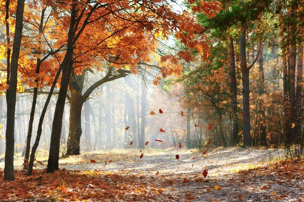 Foglie di quercia che cadono in una foresta pittoresca