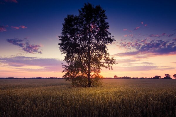 Ein einsamer Baum im Feld unter dem Abendhimmel