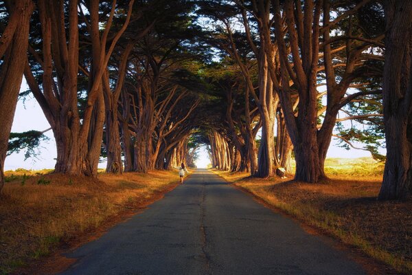 The road through heavily twisted trees