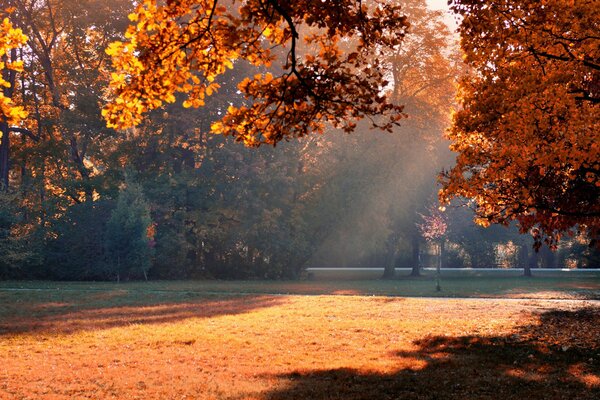 Parque de otoño en hojas de naranja y luz solar