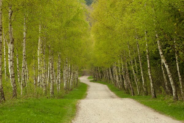 Camino verde entre un bosque de abedules