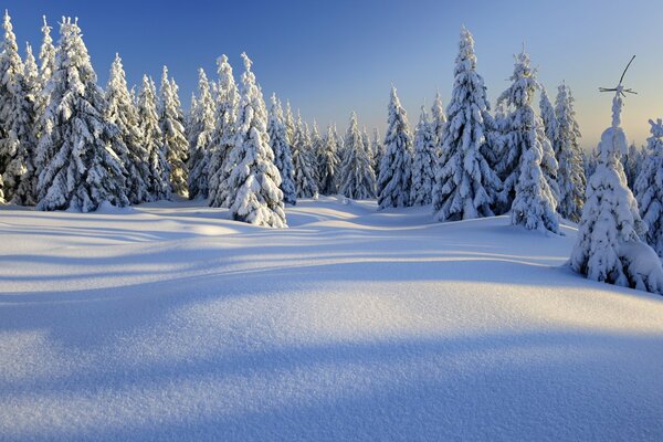 The nature of the winter forest fascinates