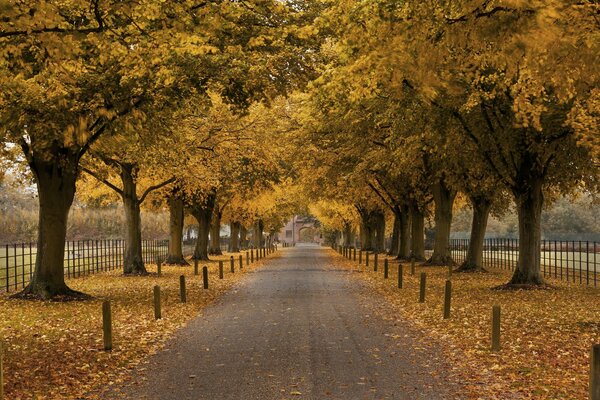 Alberi gialli su Autumn Alley