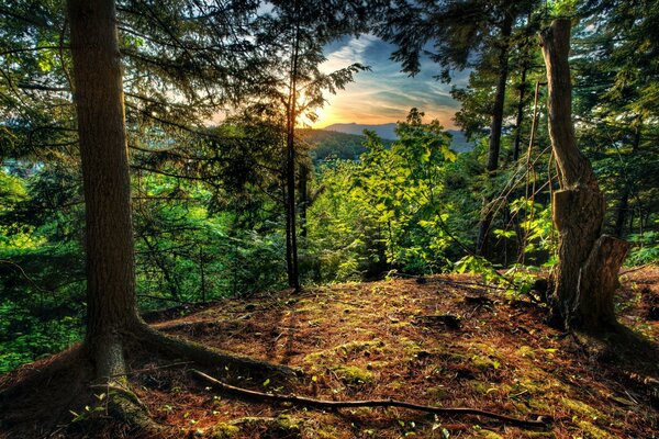 Lisière de forêt d été au lever du soleil