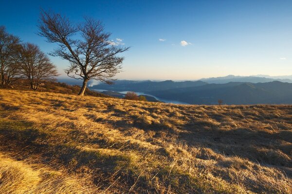 Mountain landscape with trees on the grass