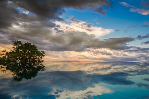 A lake in which a tree and a chip are reflected