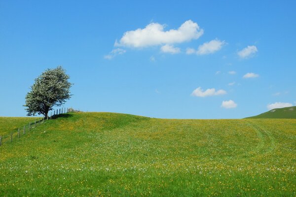 Arbre de pesage d été dans le champ