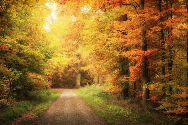 Camino en el bosque dorado de otoño