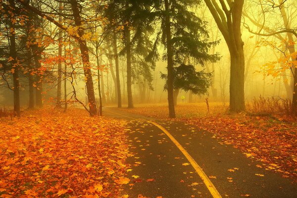 Forêt brumeuse d automne et route