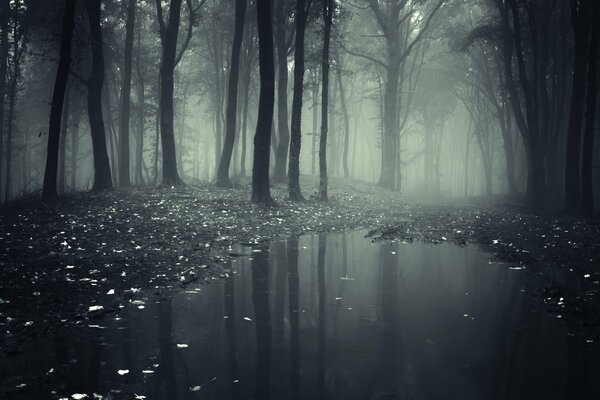 Eine neblige Straße tief im Wald