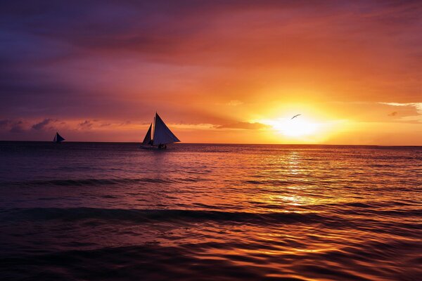 Segelboot und Möwe im Meer bei Sonnenuntergang