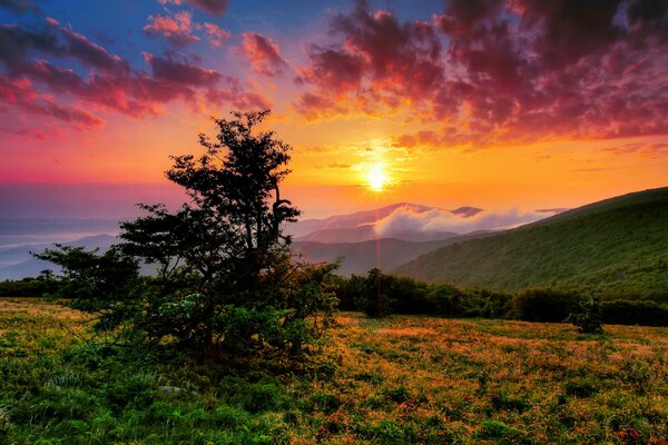 A lonely fir tree against the background of mountains and mountain peaks in the rays of the morning dawn