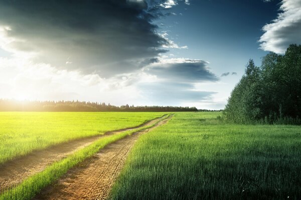 Strada attraverso un campo con erba verde