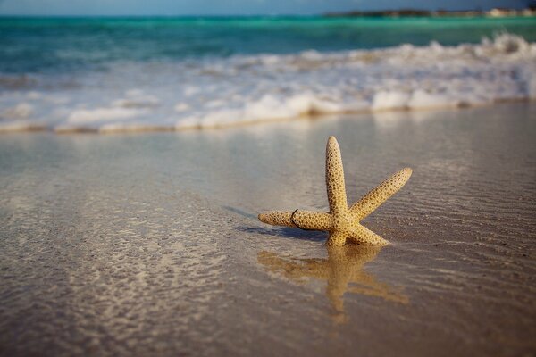 The starfish lies alone on the sand