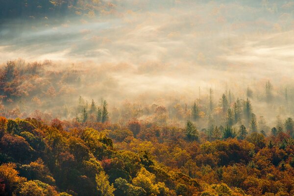 Bosque de niebla de color de otoño