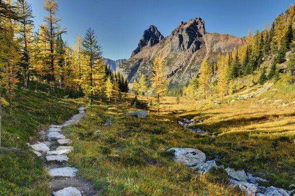 Landschaft eines gelbgrünen Waldes mit einem felsigen, schmalen Pfad vor dem Hintergrund der Berge im Yoho-Nationalpark